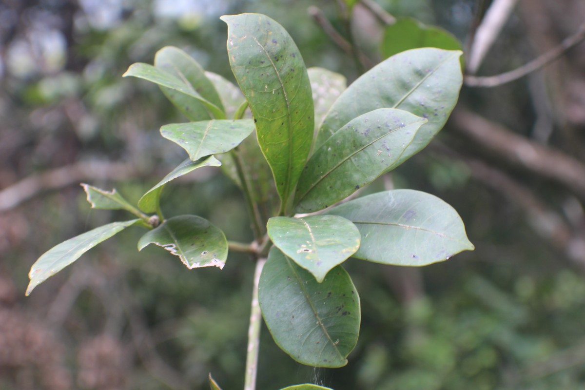 Semecarpus parvifolius Thwaites